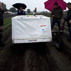 Wiedrobot Quirky van Odd.bot kan tot nu toe vooral in de ruggenteelt van peen in een vroeg stadium heel precies onkruid wieden in de rij.