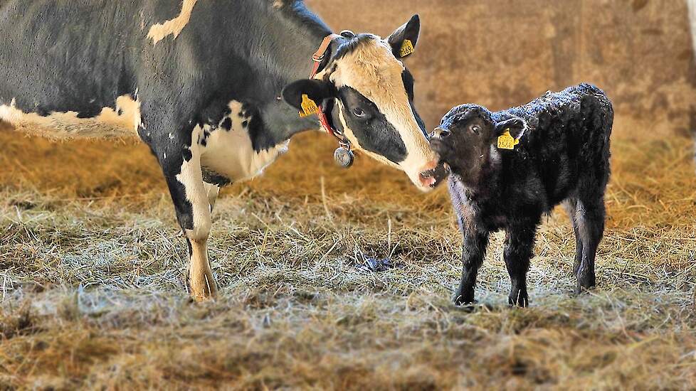 Video Kalfjes Bij De Koe In Helvoirt Hoe Gaat Dat Op De Kerkhoeve Bij Manon Van Balkom