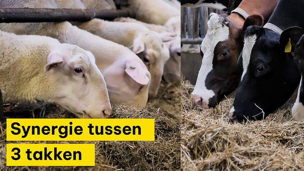 Synergie tussen melkschapen, melkkoeien en akkerbouw bij Johan Marijs