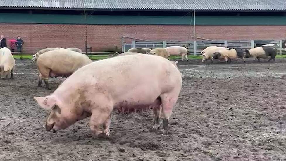 Zeugendans familie Van Veen - deel 2