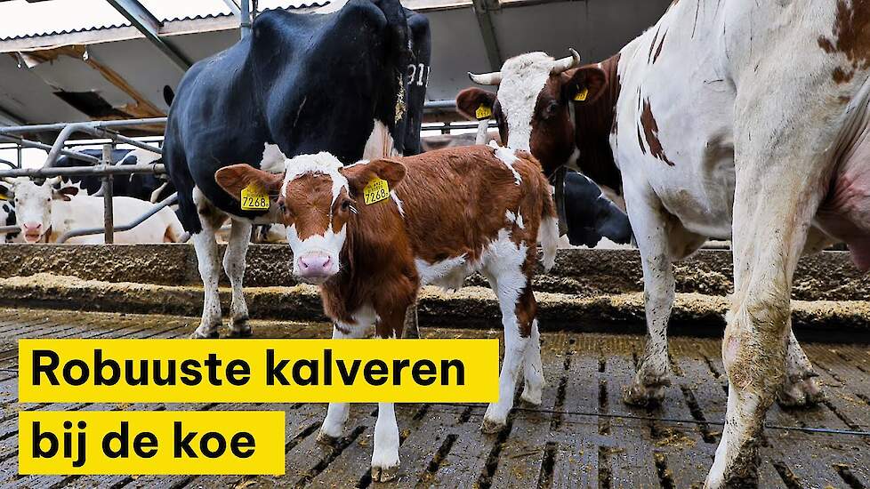 Maternaal gedrag belangrijk voor dierenwelzijn