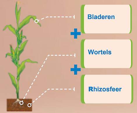 Binding van stikstof in bladeren, wortels en rhizosfeer