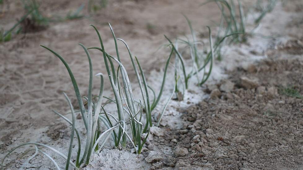 Na de droogte en harde wind van begin juni leken de gewassen bijna stil te staan in hun ontwikkeling. Door twee dagen voorafgaand aan de demo een paar planten wit te spuiten, kon Lynette Verweel van Bejo/DGS laten zien, hoeveel nieuw (groen) blad er in de