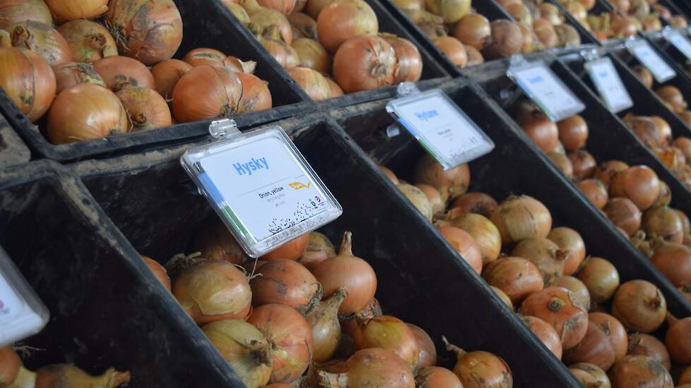 Hysky: geschikt voor de biologische landbouw. Resistent tegen fusarium.