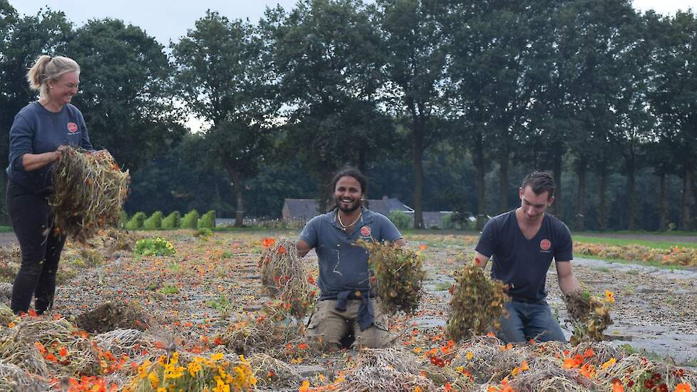 Zaadoogst Oost Indische Kers op de huiskavel bij de Bolster in Epe