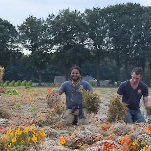 Zaadoogst Oost Indische Kers op de huiskavel bij de Bolster in Epe