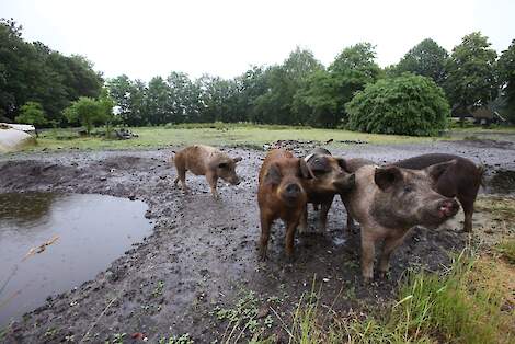 'Stemvee' bij Het Akkervarken in Valthermond