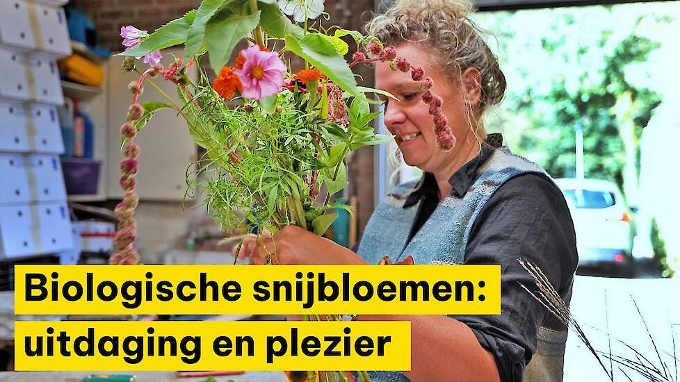 Biologische snijbloementeelt: uitdagend maar met veel plezier