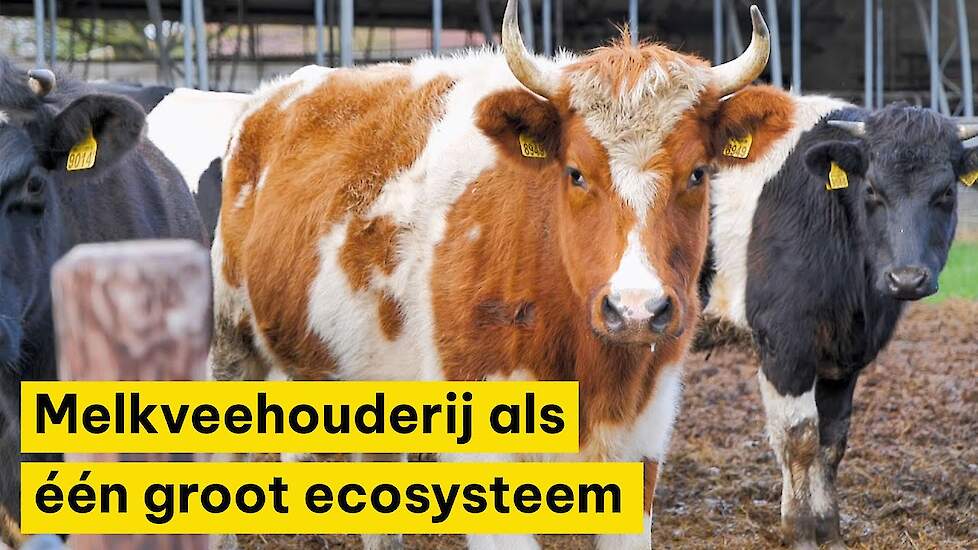 Melkveehouderij als één groot ecosysteem - Ekoland Innovatieprijs 2024