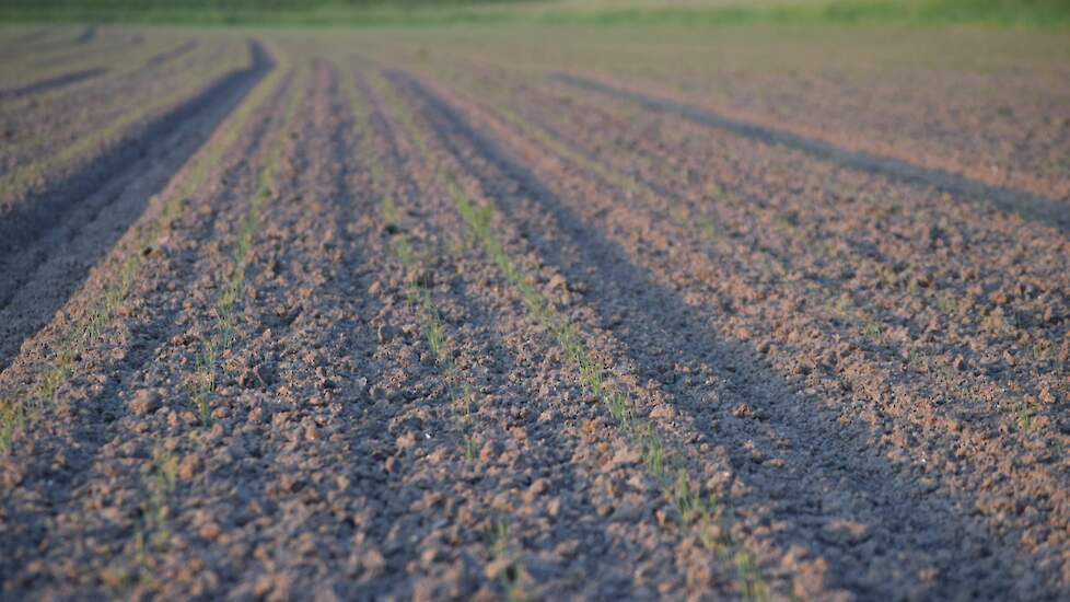 13 mei: de rode uien staan er, ondanks de extreme weersomstandigheden, redelijk goed op. Gedurende de periode van opkomst is het constant koud en nat geweest. Hierdoor is er geen korst gevormd, maar dit heeft wel planten gekost. De opkomst was wat onregel