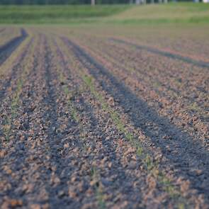 13 mei: de rode uien staan er, ondanks de extreme weersomstandigheden, redelijk goed op. Gedurende de periode van opkomst is het constant koud en nat geweest. Hierdoor is er geen korst gevormd, maar dit heeft wel planten gekost. De opkomst was wat onregel