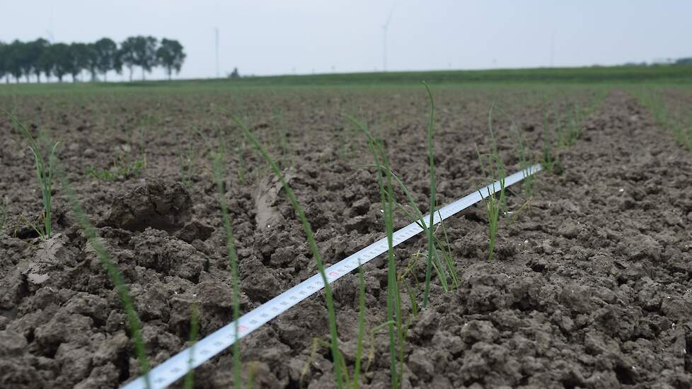 16 mei: Een deel van het zaaizaad is dieper weggevallen door de vele regelval, dat zorgt voor onregelmatige opkomst. Een hagelbui heeft het gewas geen goed gedaan. Ook de koude periode heeft zijn tol geëist.  Toch is Arjan Veenstra optimistisch: „Met 22 a