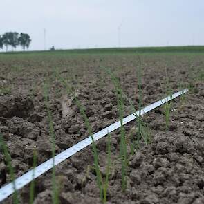 16 mei: Een deel van het zaaizaad is dieper weggevallen door de vele regelval, dat zorgt voor onregelmatige opkomst. Een hagelbui heeft het gewas geen goed gedaan. Ook de koude periode heeft zijn tol geëist.  Toch is Arjan Veenstra optimistisch: „Met 22 a