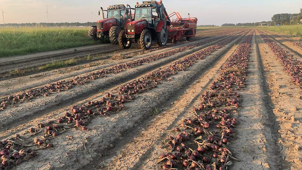 27 augustus: Redshine wordt geoogst. Met een bruto opbrengst van 26 ton per hectare in een heel uitdagend teeltseizoen is teler Arjan Veenstra niet ontevreden.