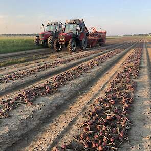 27 augustus: Redshine wordt geoogst. Met een bruto opbrengst van 26 ton per hectare in een heel uitdagend teeltseizoen is teler Arjan Veenstra niet ontevreden.