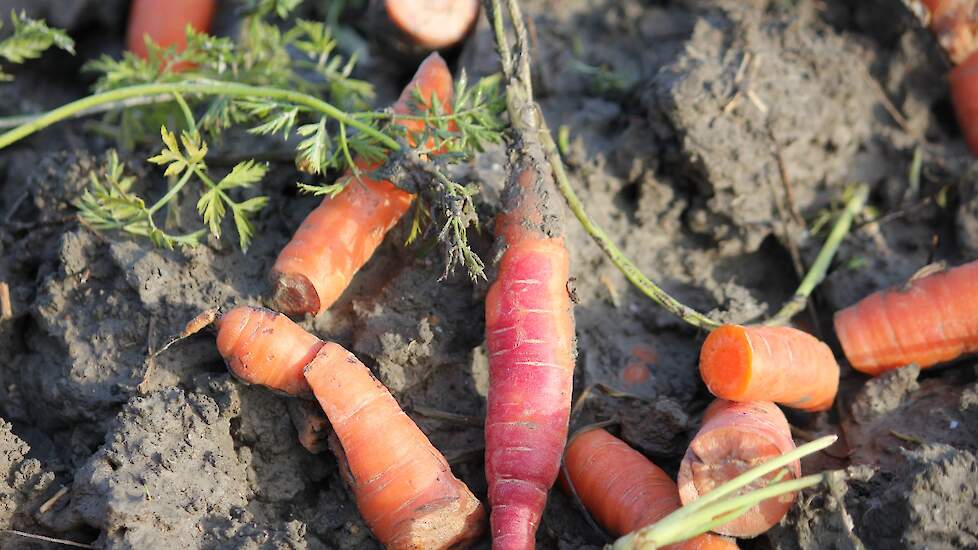 Biodynamische Vereniging Heeft Programma SEED MATTERS Compleet ...