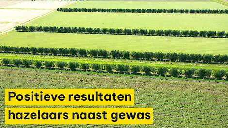 Eerste positieve resultaten in veldproef hazelaars naast gewas