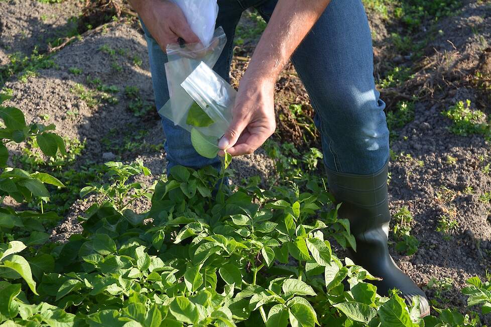 Geert Kessel plukte in het demoveld blaadjes van aangetaste planten om deze te onderzoeken op welke phytophthora-stam in de plant aanwezig is.