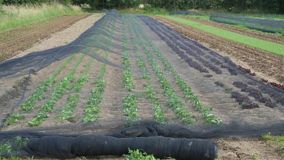 Slateelt in mulch