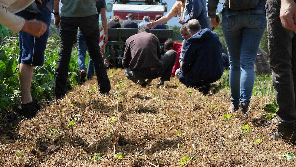 Planten in de mulch