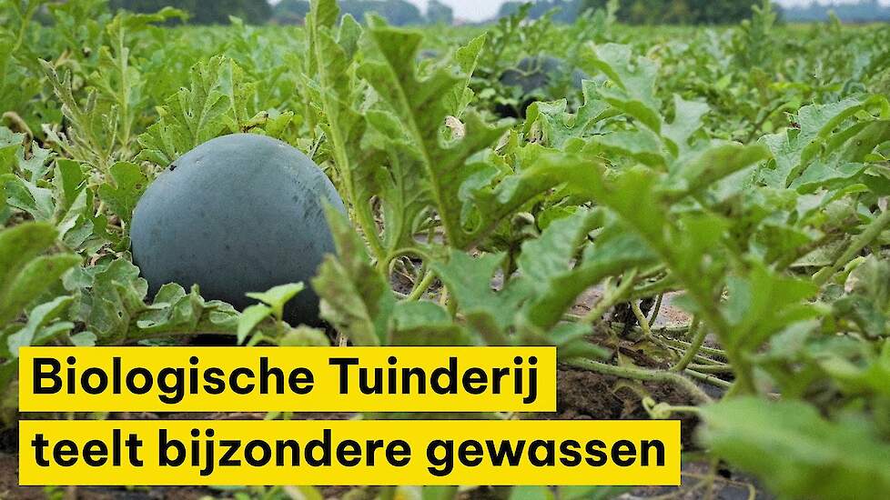 Biologische Tuinderij de Waog teelt bijzondere gewassen: ‘Niet altijd even gemakkelijk’