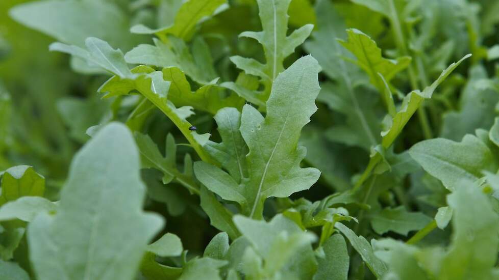 Rucola ‘Rochelle’.