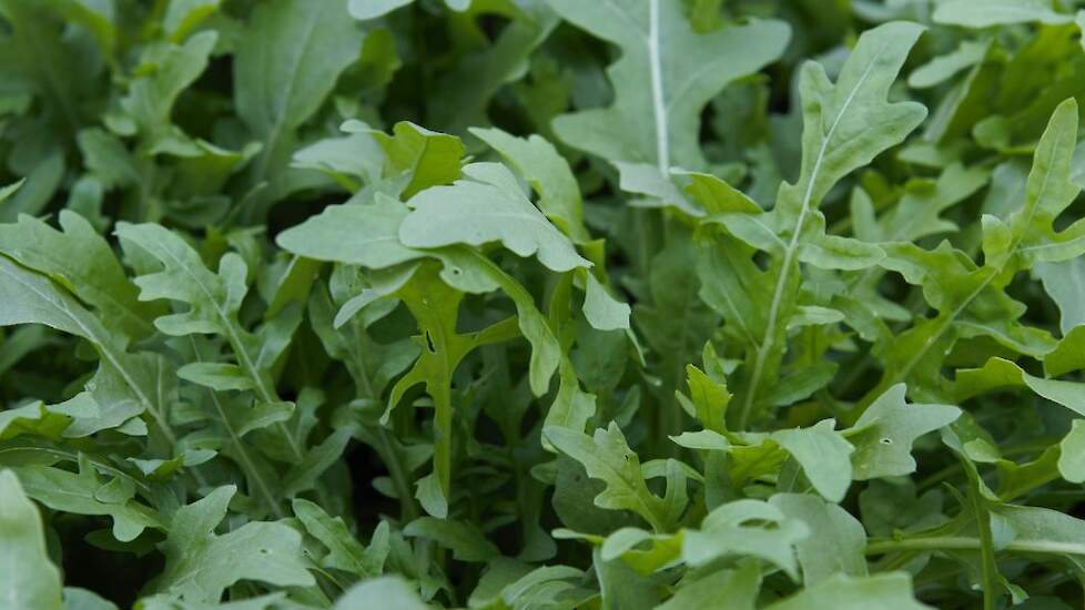 Rucola ‘Roxanne’.