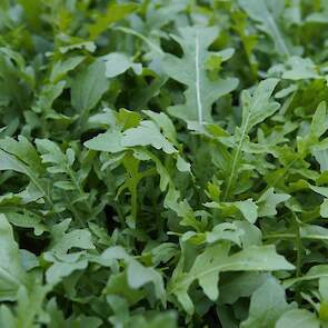 Rucola ‘Roxanne’.