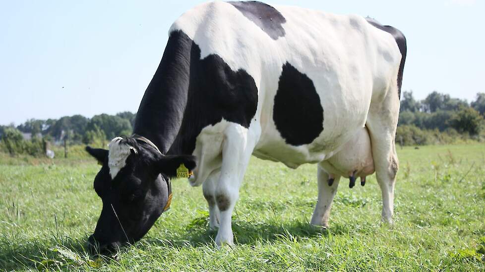 100.000 liter koe Mariette toen ze nog in productie was, 2019.