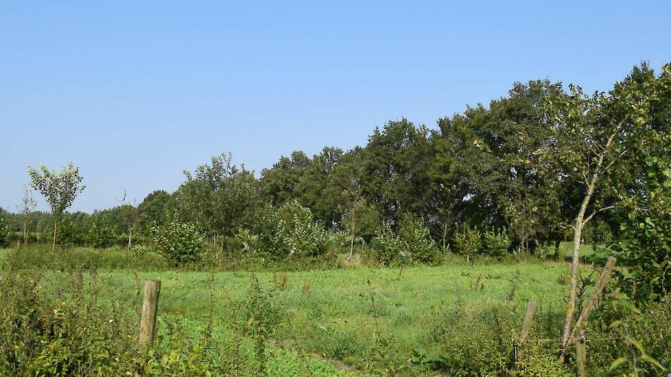 Silvopasture met appel- en perenbomen.