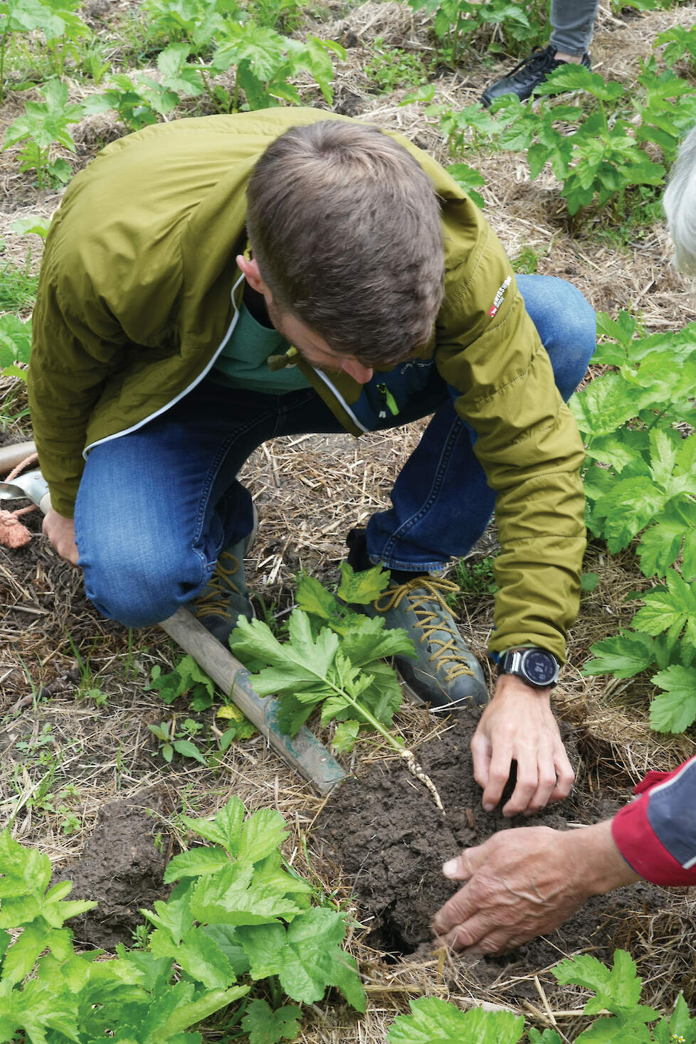 Johannes Storch toont de teelt van groenten in mulch.