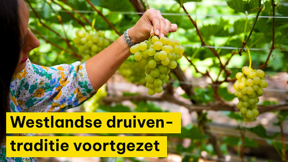 Eerste seizoen voor nieuwe ondernemers biodynamische druivenkwekerij Nieuw Tuinzight