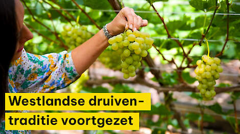 Eerste seizoen voor nieuwe ondernemers biodynamische druivenkwekerij Nieuw Tuinzight