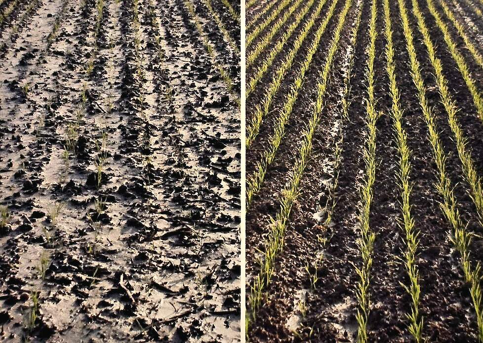 Proefvelden DOK-trial links: conventionele landbouw (alleen kunstmest) naast rechts: biologisch dynamisch 2 = biodyn met de hoge mestgift, 1,4 GVE/ha