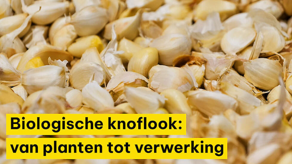 Biologische knoflook: van planten tot verwerking